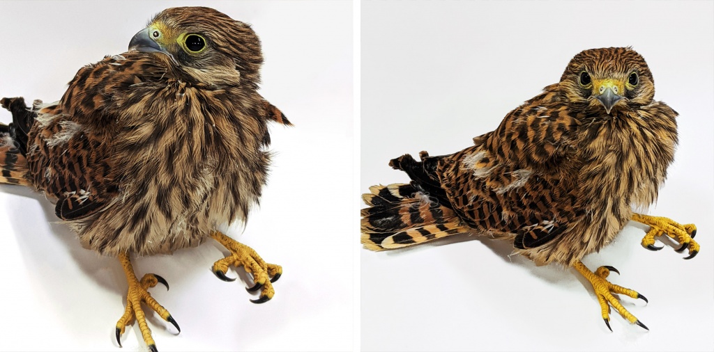 bird_ic.jpg bird_ic.jpg